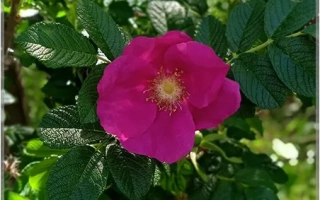 Роза сорта Памяти Гасанова на фоне зелёных листьев