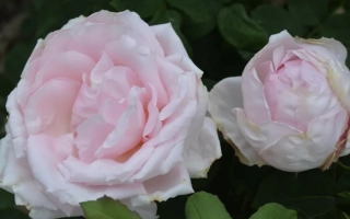 Первоклассница