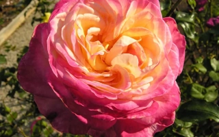 Роза Рина Херхольд на фоне зелени