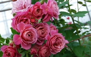 Роза сорта РЮИЦИ 0731А на фоне теплицы