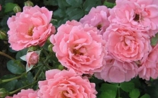 Роза сорта РУИМГ 008 на фоне зелени