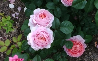 Розы сорта РУИСФ 1398 А на фоне зелени