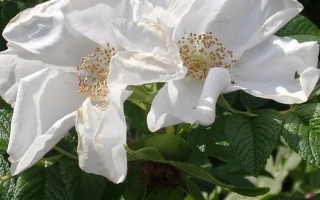 Белые цветы розы на зелёном фоне - РУИСГ 1636 А