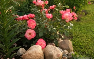 Роза на камнях в саду - РУИСИ 0731 А