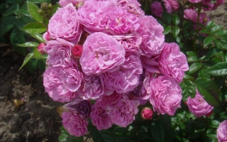 Роза сорта РУИВИ 2138 А на фоне зелени