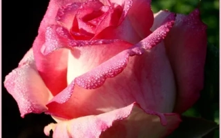 Русская Красавица