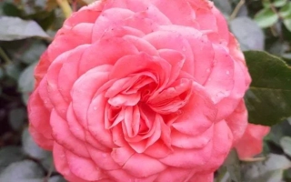 Роза розового цвета на фоне зелени - ШАЙСКОУЛД