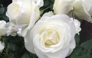 белые розы на фоне зелени - СКХ 12711