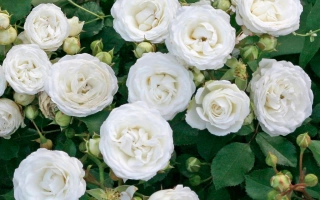 Белые розы сорта СКХ 83577 на фоне зелени