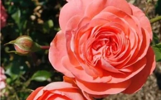 Роза сорта Схегонзо на фоне зелени