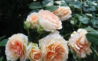 Роза сорта Схекслу на фоне зелени