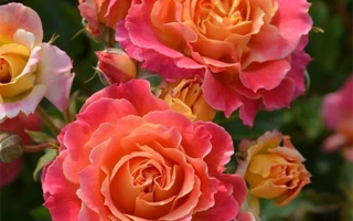 Роза Schlaire на фоне зелени - Счлаире