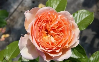 Роза сорта Схрекла на фоне зелени