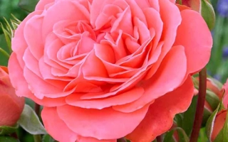 Роза сорта ШЕМОКБА на фоне зелени