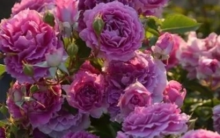 Роза сорта ШЕРЕНДЕЕ на фоне зелени