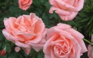 Роза сорта Соня на фоне зелени