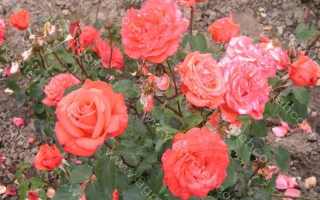 Троймерай / Треумерай