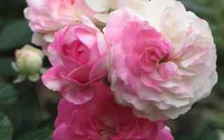 Роза сорта Уссурочка на фоне зелени