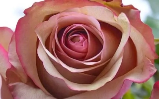 Роза сорта Винтаж