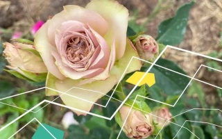 Роза пастельного оттенка на фоне зелени - Враження