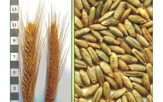 Харкивское 98