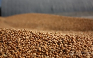 Одесская многолетняя