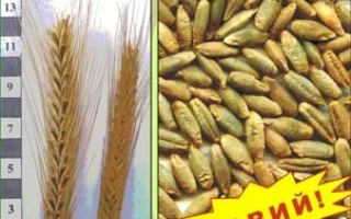 ПЕРВИСТОК F1