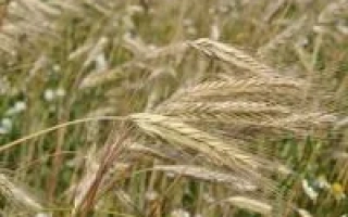 Слобожанець F1