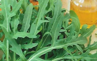 Пакет семян рукколы сорта Феличита