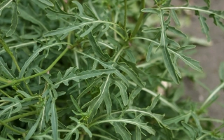 Растение рукколы с характерными перистыми листьями - ПРИМАРИС