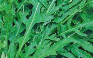 Свежая руккола в корзине - САВОНА