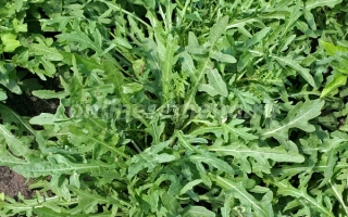 Руккола в поле - ТАГАНСКАЯ СЕМКО