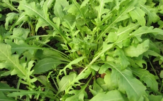 Свежая руккола на грядке - ТЕМИСТО
