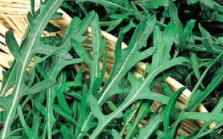 Пакет семян рукколы ТРИЦИЯ