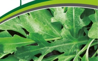 Пакет семян рукколы сорта Рокет от производителя ВОЯЖЁР