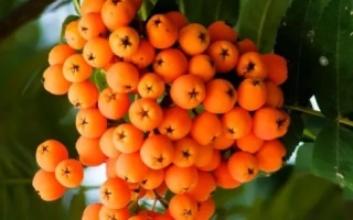 Дочь Кубовой