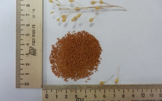 Продукт Рыжик с семенами и зерном на фоне линейки - АДАМАС