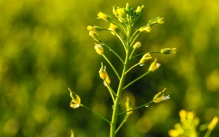 Желтый цветок растения Рыжик на фоне зеленого поля - Атолл