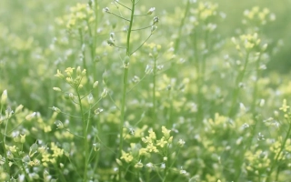 Поле с цветущими растениями, вероятно, сорт Рыжик - ПЕНЗЯК
