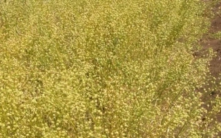 Поле с культурой Рыжик - ПЕРЕДОВИК