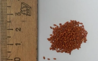 Кучка рыжих семян рядом с линейкой - САГ 2014