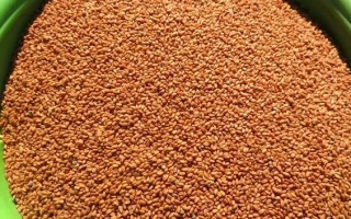 Крупный план зерен продукта Рыжик в зелёной ёмкости - Юбиляр