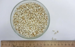 Белые семена сафлора в стеклянной чашке с линейкой для масштаба - БОРЕЦ