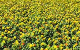 Поле сафлора с желтыми цветами - Хамелеон