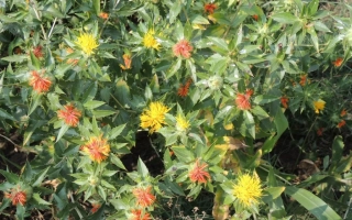 Растение сафлор с желтыми и красными цветами - ВИНАР