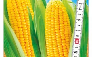 Акцентуэта