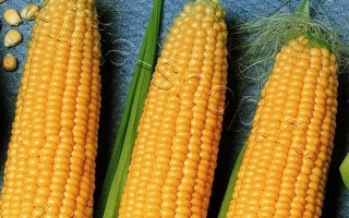 Пакет семян сахарной кукурузы Алина