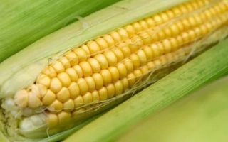 Свежая сахарная кукуруза в шелухе - АРЕЛИА