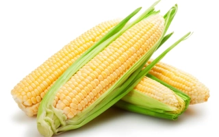 Свежая сахарная кукуруза Ясновельможний на белом фоне