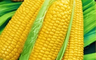 Пакет семян сахарной кукурузы АУРИКА F1 с изображением початков